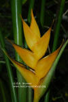 Heliconia latispatha x caribaea 'Siberia Lemon'